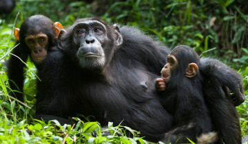 A picture of 2 Day Chimpanzee Trekking Safari