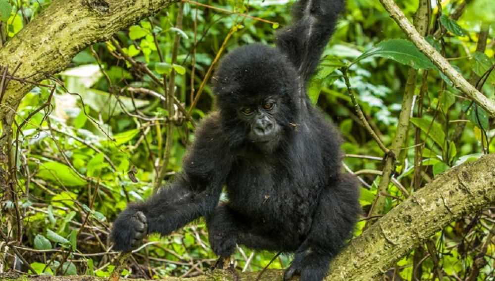 2 Day Gorilla Trekking Safari to Bwindi National Park