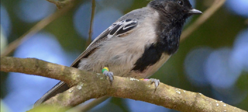 23 Day Uganda Birding Safari the Best of Albertine Endemics