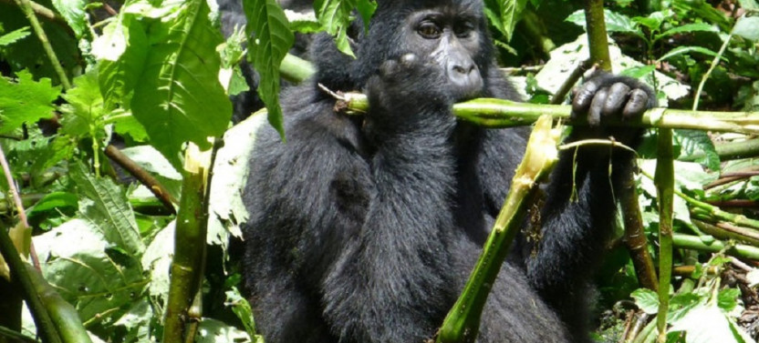 14 Day Uganda Birding Safari Experience