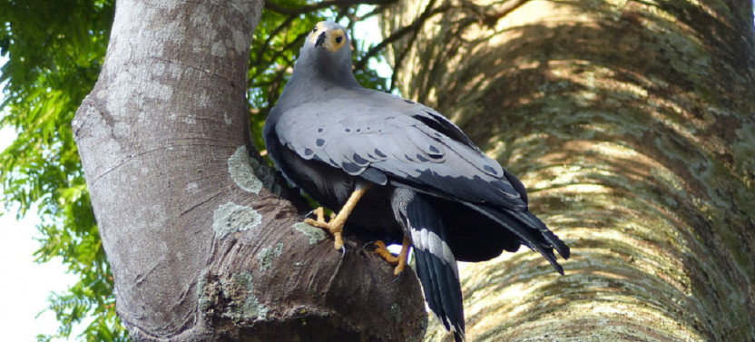 10 Day Best of Uganda Birding Safari