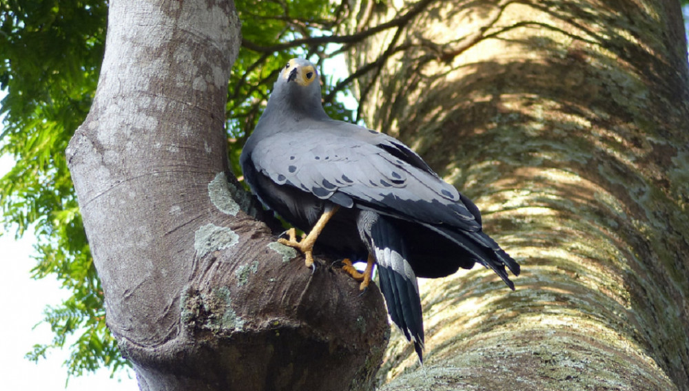 10 Day Best of Uganda Birding Safari