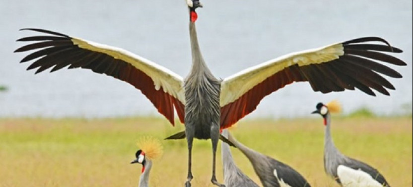8 Day Birding Murchison Falls and Budongo Forest in Uganda