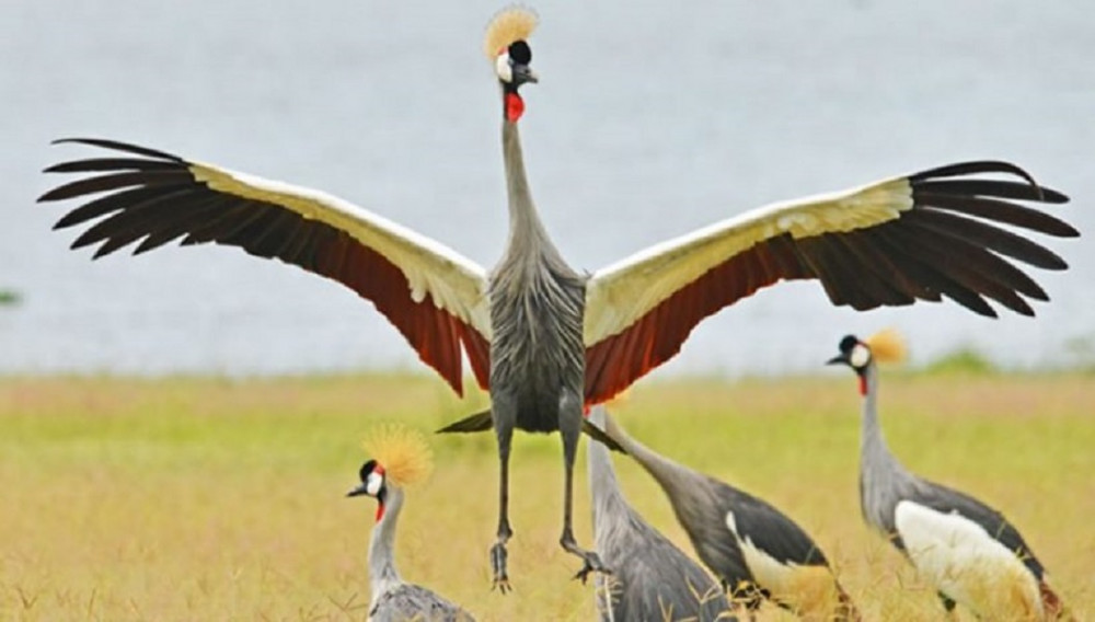 8 Day Birding Murchison Falls and Budongo Forest in Uganda