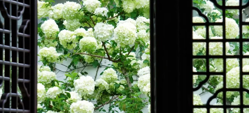 Private Suzhou Day Trip from Shanghai with UNESCO Gardens & Canals