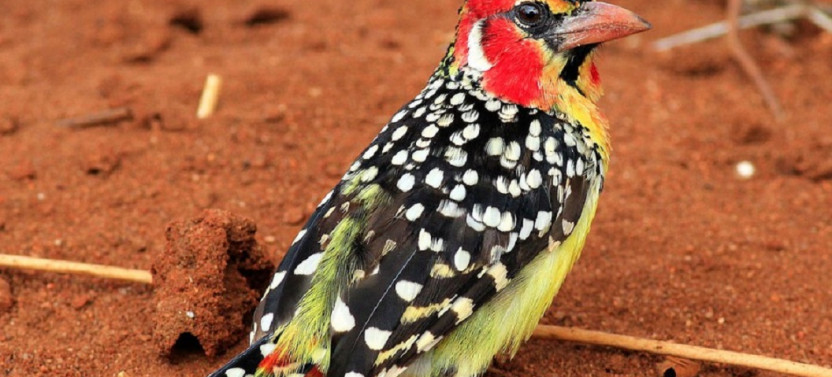 8 Days Africa Best Birding Spot Bird Watching Safari