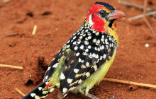 8 Days Africa Best Birding Spot Bird Watching Safari