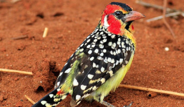 A picture of 8 Days Africa Best Birding Spot Bird Watching Safari