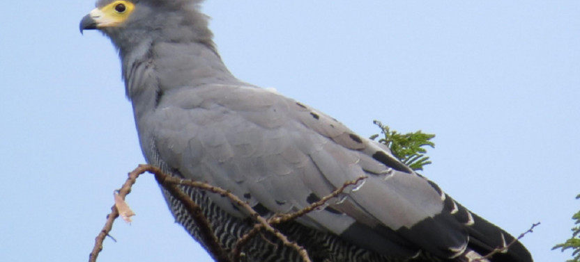 6 Day Gorilla Trekking and Birding Safaris Uganda
