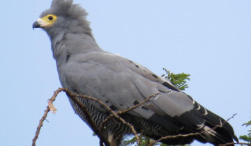 A picture of 6 Day Gorilla Trekking and Birding Safaris Uganda