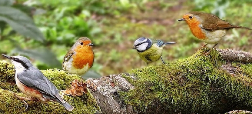 6 Day Bird Watching Safari to Queen Elizabeth National Park