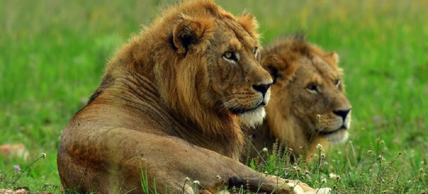 6 Day Kampala Culture Tour And Kidepo Valley Wildlife Safari