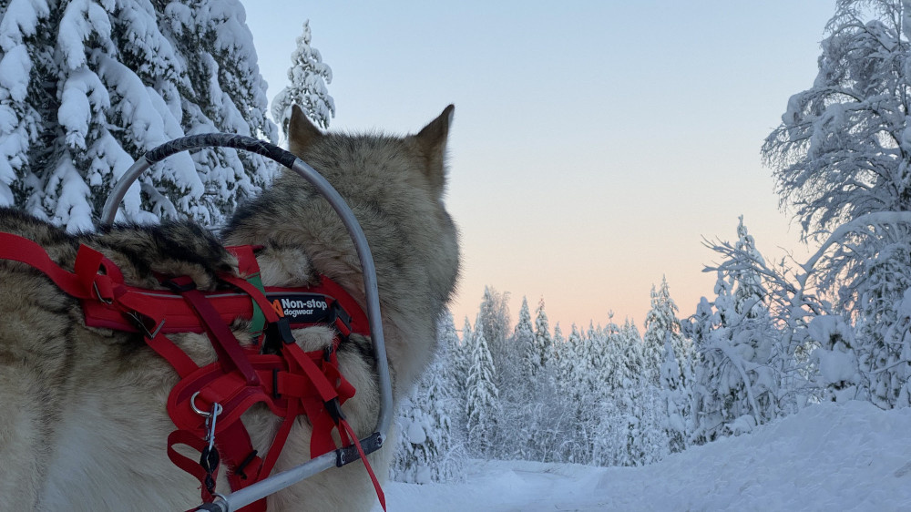 Arctic Wolfland Sanctuary