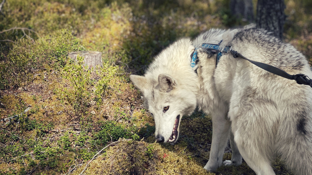 Into the Woods- Private Guided Arctic Wolfdog Tour With Walk Into the Woods