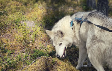 Arctic Wolfland Sanctuary4