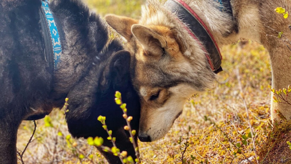 Private Wolf Family Walk With Arctic Wolfdogs (Family package)