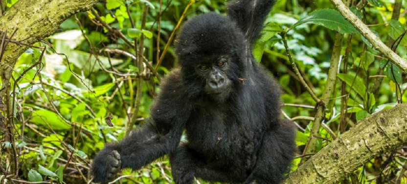 5 Day Gorillas and Chimpanzee Trekking Circuit Safari Uganda
