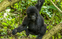 5 Day Gorillas and Chimpanzee Trekking Circuit Safari Uganda