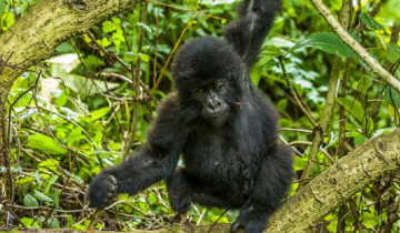 A picture of 5 Day Gorillas and Chimpanzee Trekking Circuit Safari Uganda