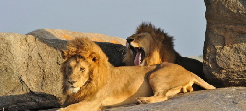 4 Day Wildlife Safari In Kenya