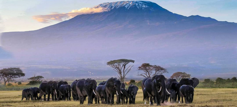 5 Day Amboseli and Tsavo West Wildlife Safari