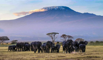 A picture of 5 Day Amboseli and Tsavo West Wildlife Safari