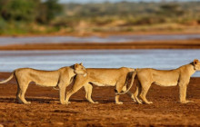 8 Day Magical Kenya Wildlife Safari