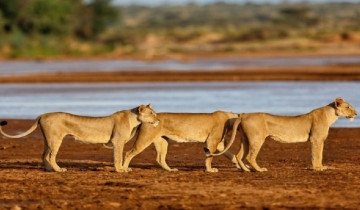 A picture of 8 Day Magical Kenya Wildlife Safari