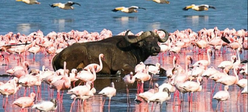 9 Day Kenya Wildlife Safari