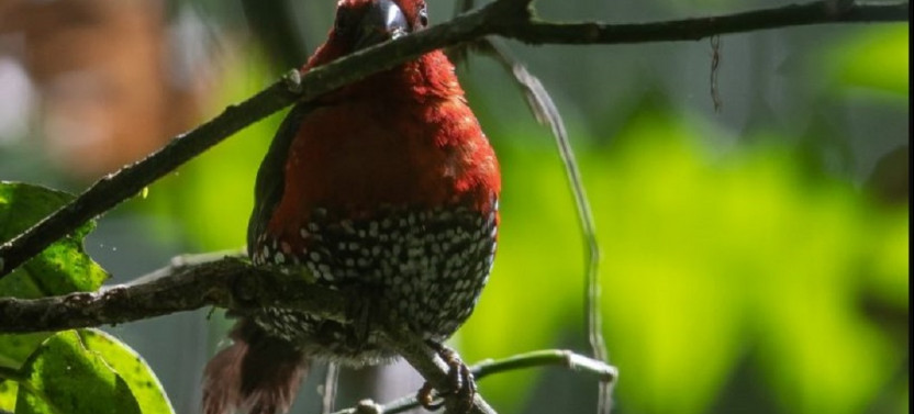 8 Day Rift Valley and Western Kenya Birding Trip