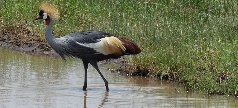 5 Day Kenya Birding Safari in Lake Naivasha, Nakuru and Masai Mara