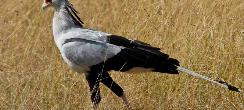 4 Day Birding Experience in Kenya