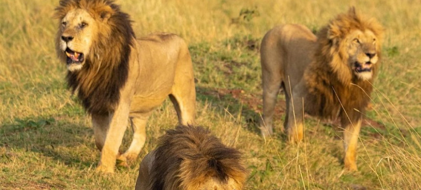 4 Day Masai Mara and Lake Nakuru Safari