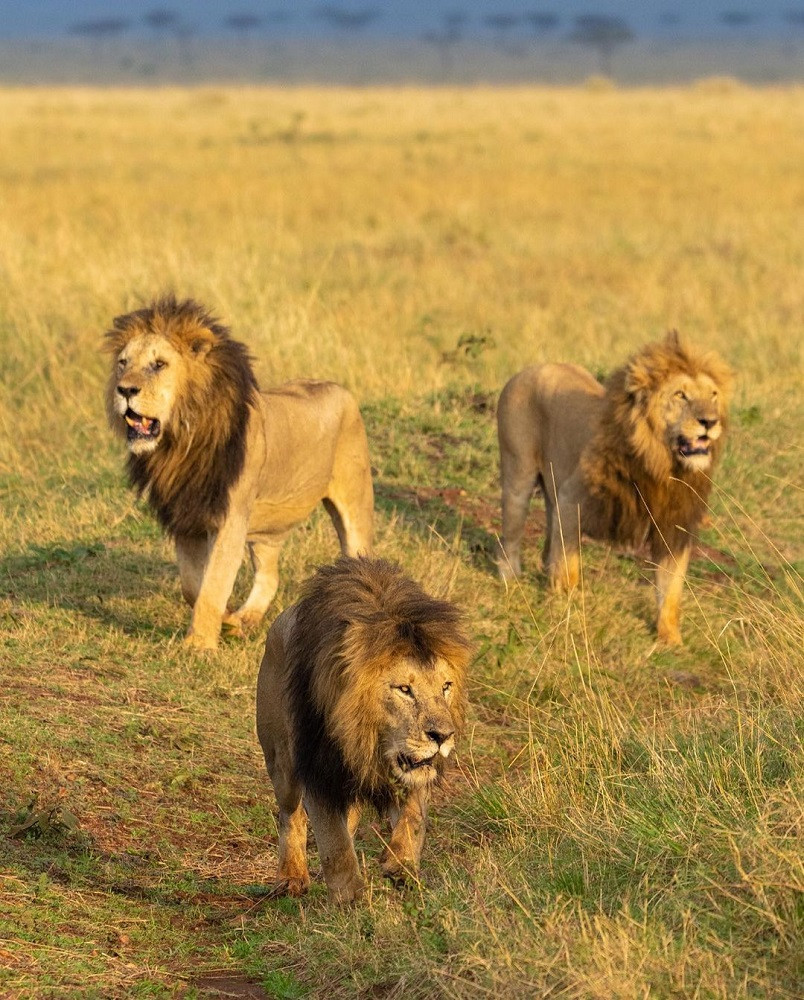 4 Day Masai Mara and Lake Nakuru Safari