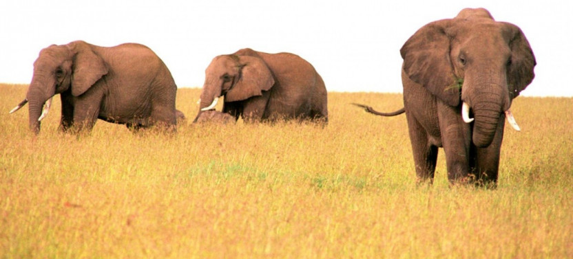 6 Day Wildlife Safari in Kenya