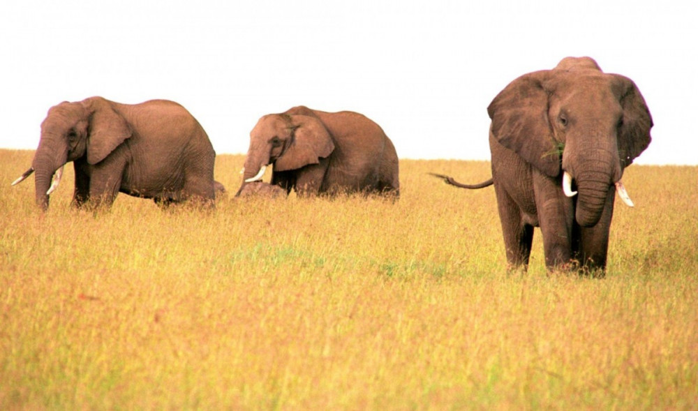 6 Day Wildlife Safari in Kenya