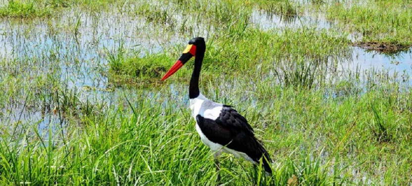 3 Day Amboseli National Park Safaris