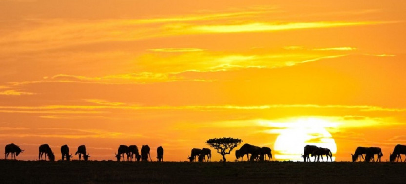 3 Day Luxury Fly in Safari to Masai Mara