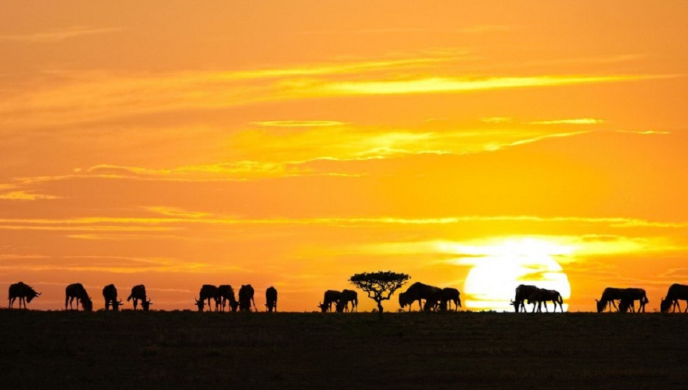 3 Day Luxury Fly in Safari to Masai Mara