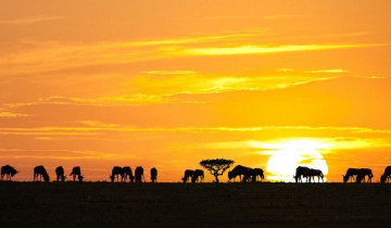 A picture of 3 Day Luxury Fly in Safari to Masai Mara