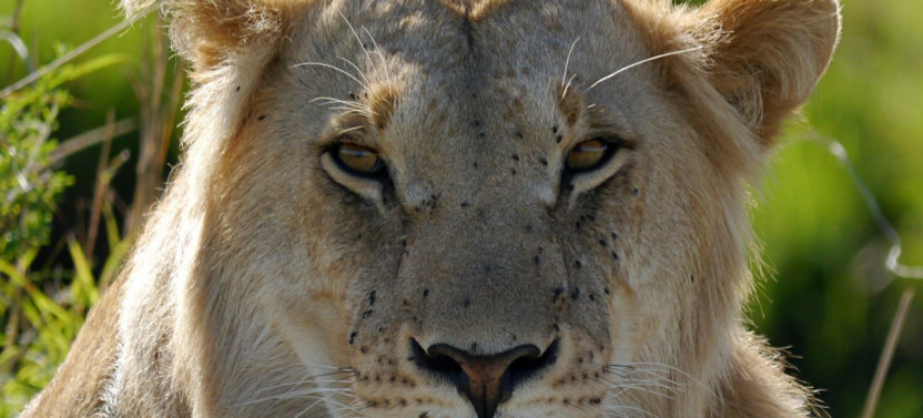 8 Day Luxury Kenya Safaris and Mombasa Beach Tour