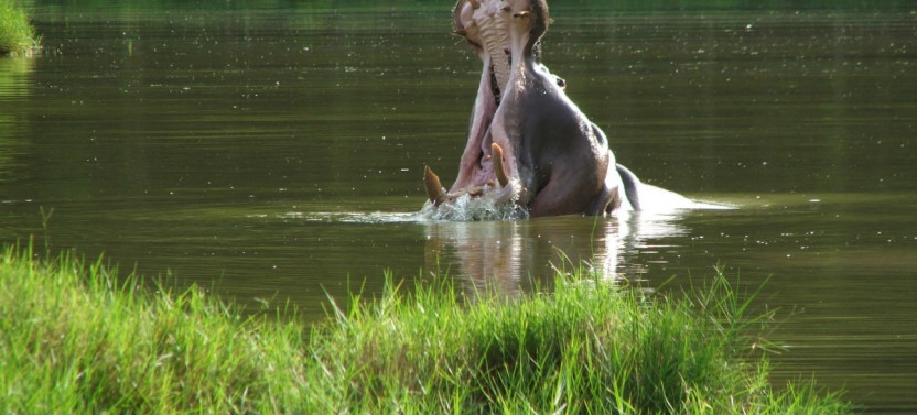 9 Day Kenya Wildlife Safari Experience
