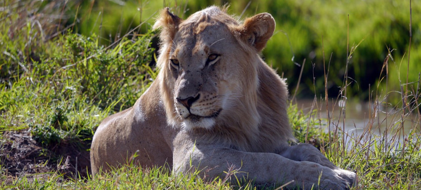 9 Day Best of Kenya Safari and Diane Beach Tour