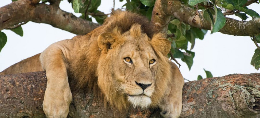 10 Day Best of Kenya Safari Holiday