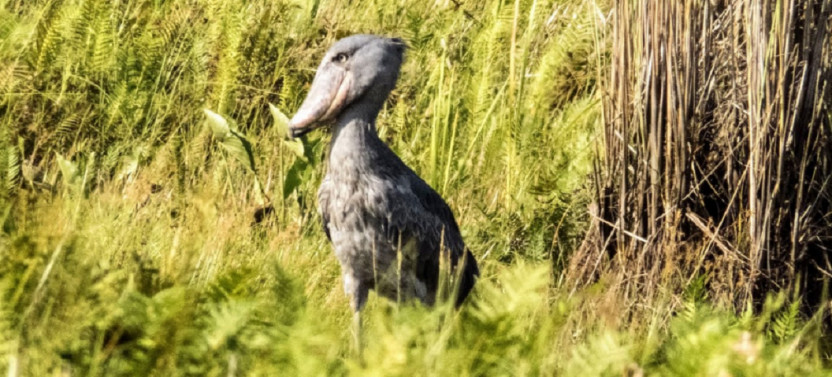 20 Day Best of Uganda Bird Watching Safari