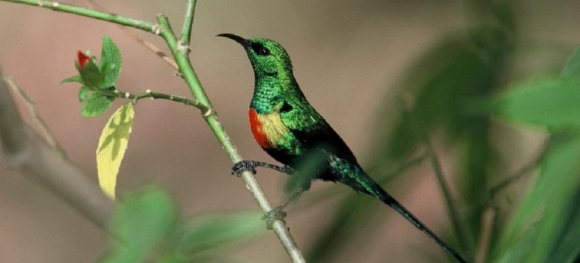 10 Day Epic Birding Tour In Kenya