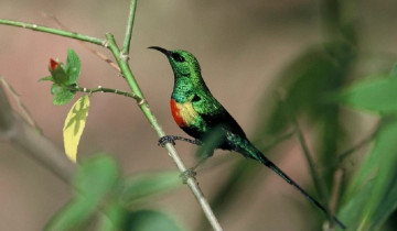 A picture of 10 Day Epic Birding Tour In Kenya
