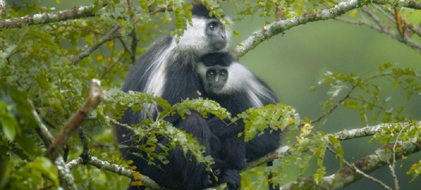 2 Day Nyungwe Chimpanzee and Canopy Walk Safari in Rwanda
