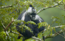 2 Day Nyungwe Chimpanzee and Canopy Walk Safari in Rwanda