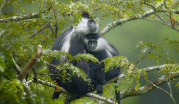 A picture of 2 Day Nyungwe Chimpanzee and Canopy Walk Safari in Rwanda